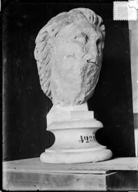Testa di Gallo