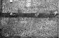 rivestimento parietale