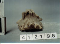 capitello/ frammento