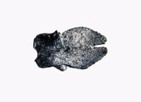 Giocattoli di Terracina