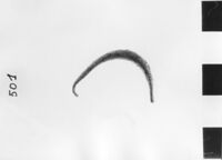 fibula ad arco