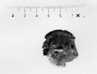 lamina antropomorfa