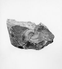 antefissa