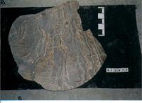 LASTRA DI RIVESTIMENTO