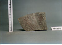 COPPA/ FORMA RICOSTRUIBILE