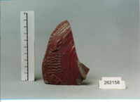 coppa/ forma parzialmente ricostruibile