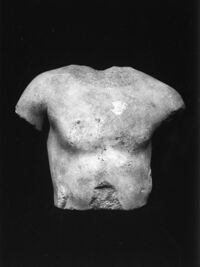 torso maschile