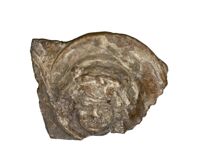 Lastra Campana di coronamento