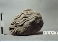 TESTA COLOSSALE