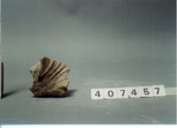 capitello corinzio/ frammento