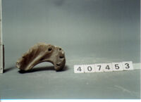 capitello corinzio/ frammento