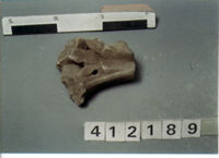 capitello corinzio/ frammento