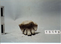 ELEMENTO ARCHITETTONICO