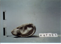 VOTIVO ANATOMICO