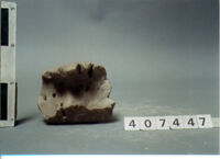 capitello corinzio/ frammento