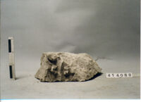 capitello/ frammento