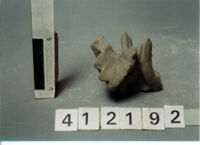 capitello corinzio/ frammento